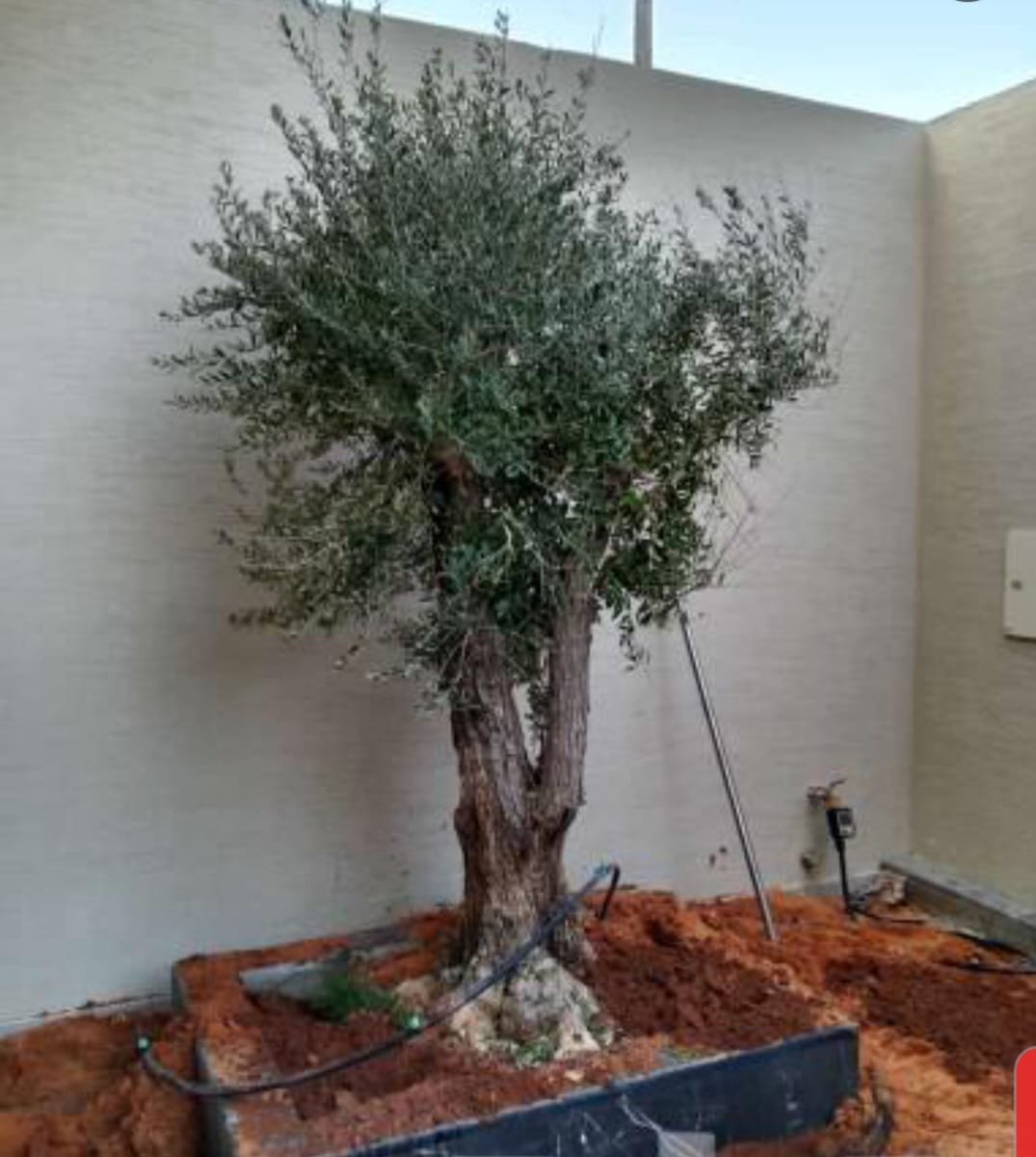 تركيب وصيانة الأشجار