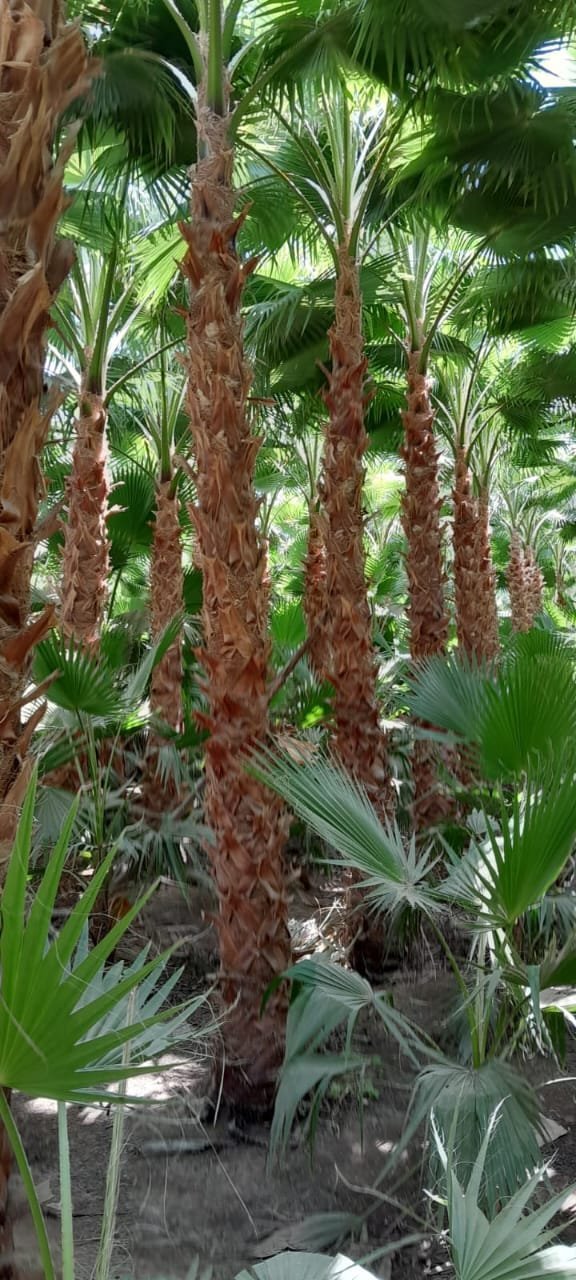 نخيل واشنطوني