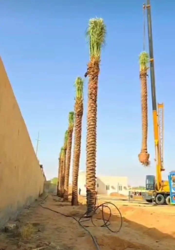 تركيب وصيانة الأشجار