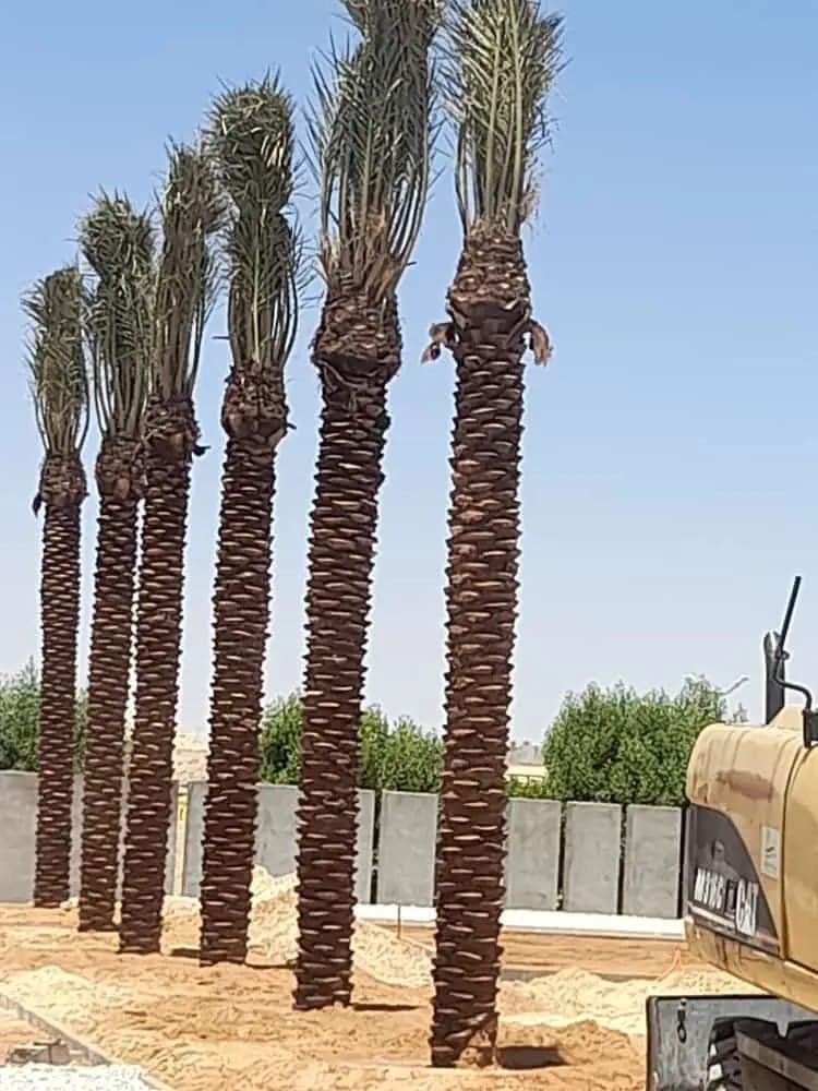 نخيل واشنطوني