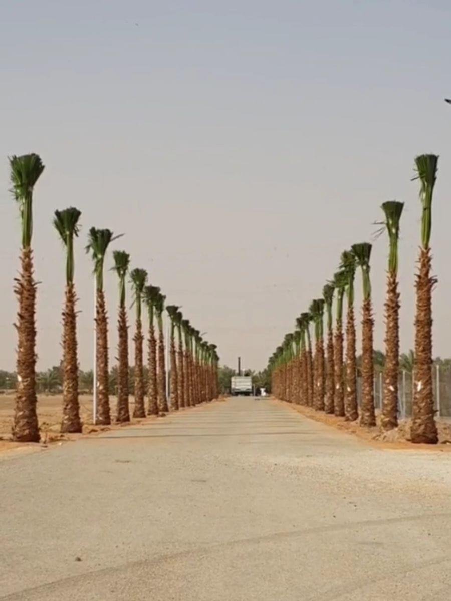 شتلات نخيل عالية الجودة